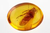 Rare Fossil Aquatic Lacewing Larva and Muscoid Fly In Baltic Amber #292459-1